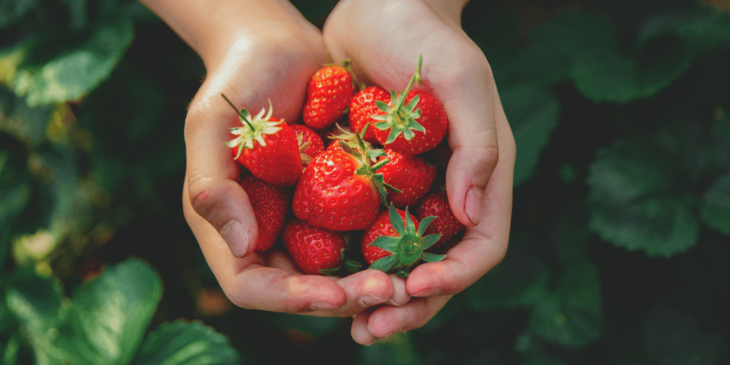 Jarná starostlivosť o jahody pre bohatú úrodu