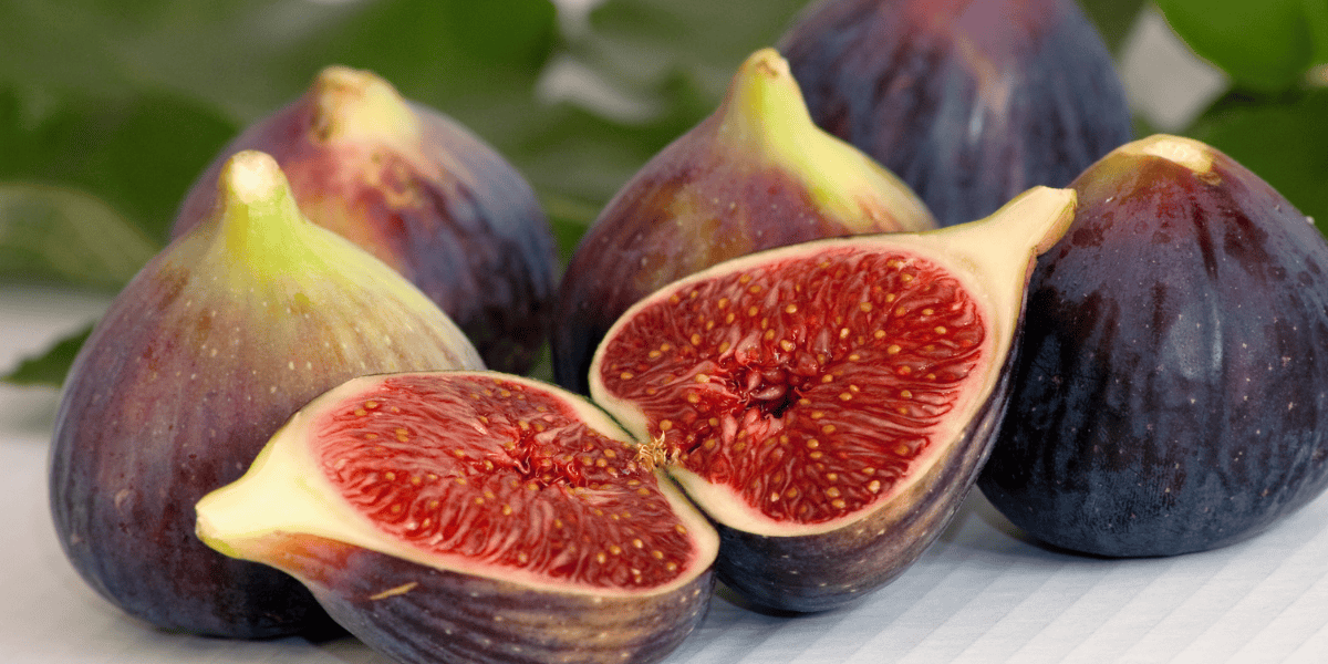 Ako pestovať figovník v kvetináči