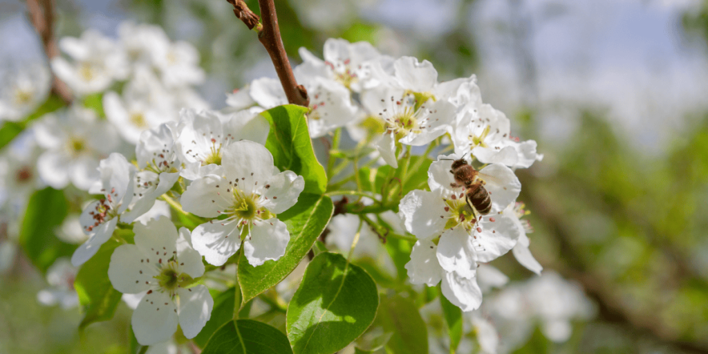 Certifikované bio hnojivo pre ekologické poľnohospodárstvo