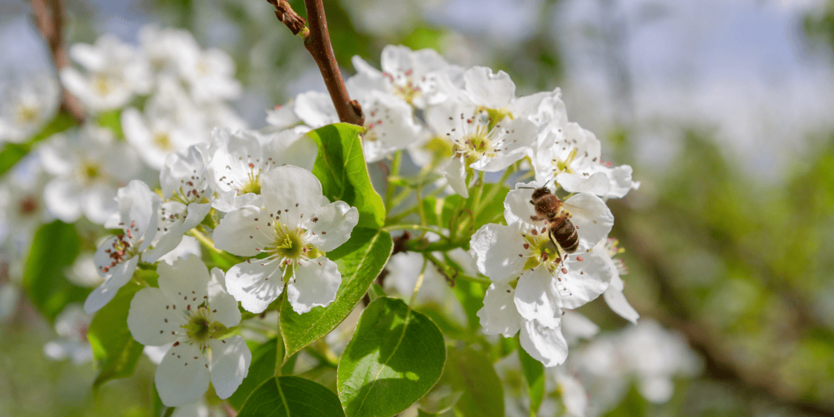 Certifikované bio hnojivo pre ekologické poľnohospodárstvo