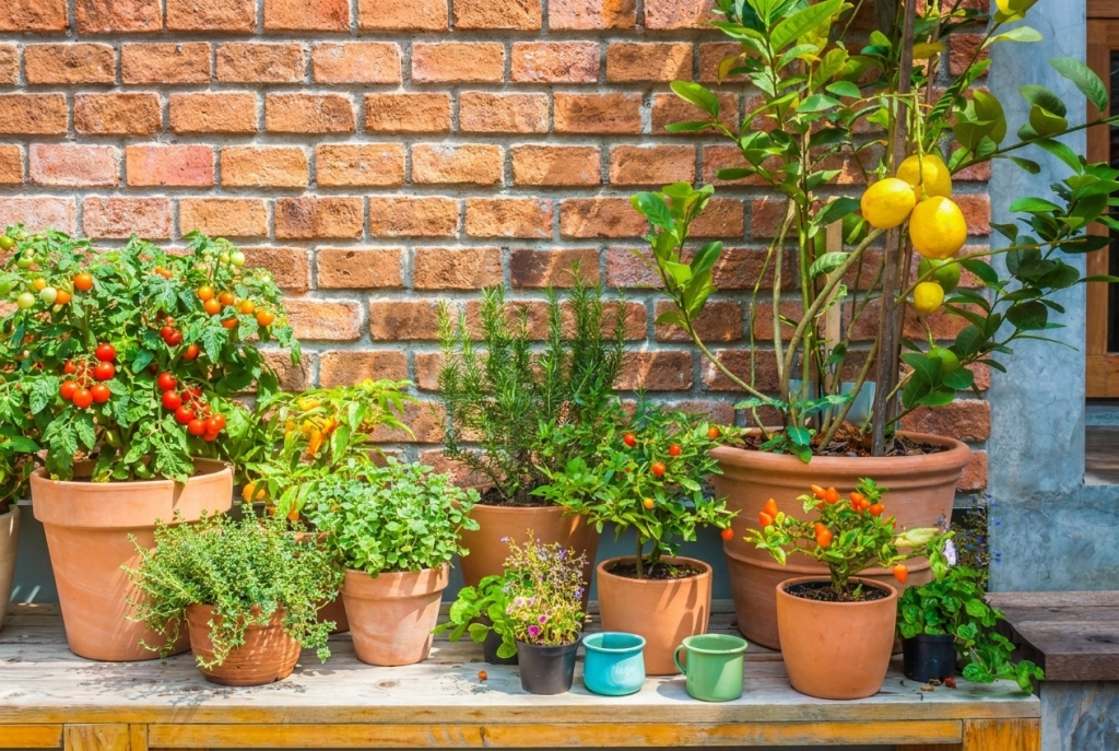 Pestovanie v kvetináči: 4 tipy pre bohaté kvety aj úrodu