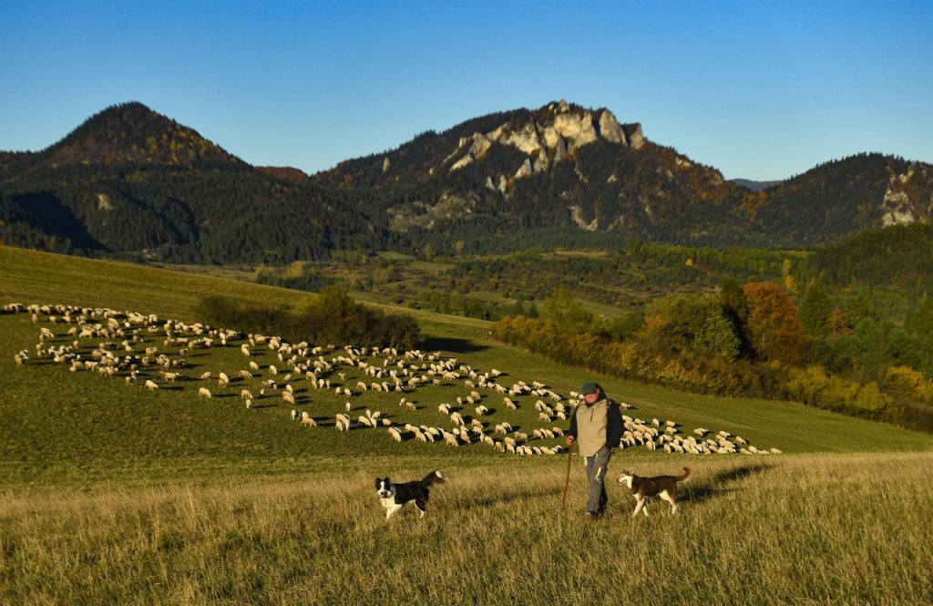 BIO chov oviec na severe Slovenska | flovium.com