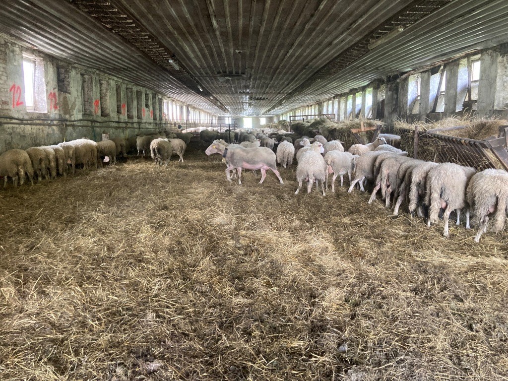 BIO chov oviec na severe Slovenska | flovium.com